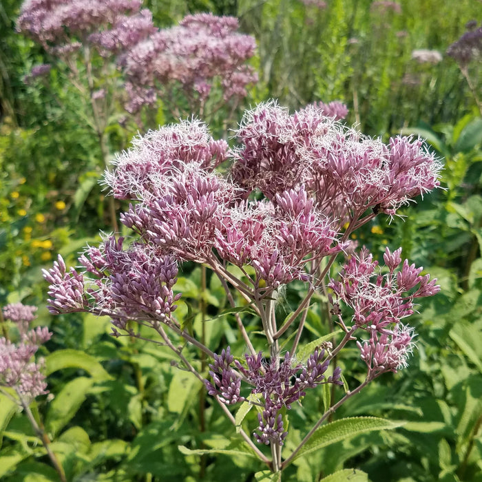 Spotted Joe-pye Weed (Eutrochium maculatum) 1 GAL