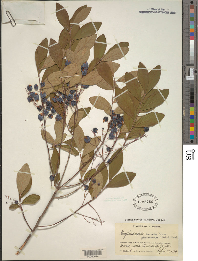 Black Huckleberry (Gaylussacia baccata)