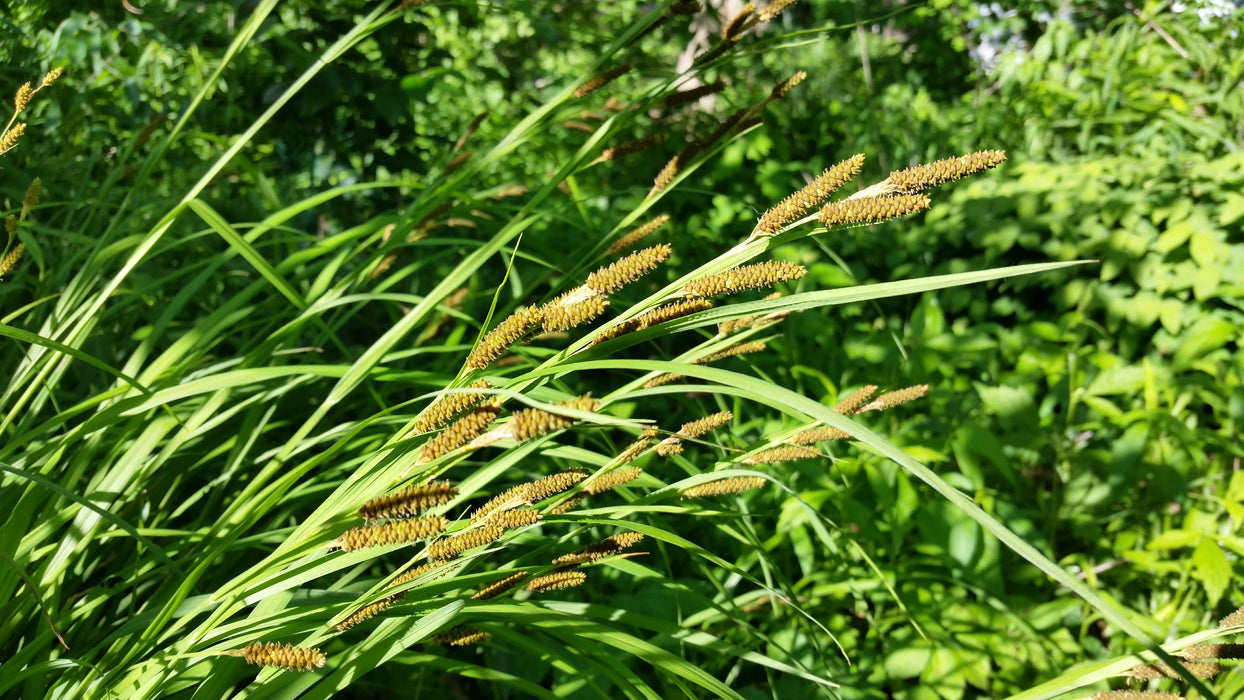 Short's Sedge (Carex shortiana) 2x2x3" Pot