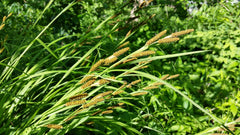 Short's Sedge (Carex shortiana)
