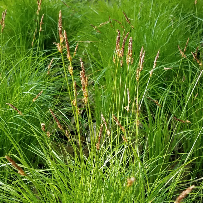 Oak Sedge (Carex pensylvanica) 2x2x3" Pot