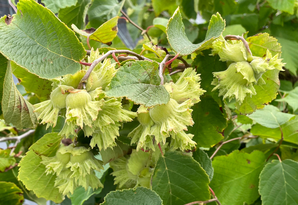 American Hazelnut (Corylus americana)
