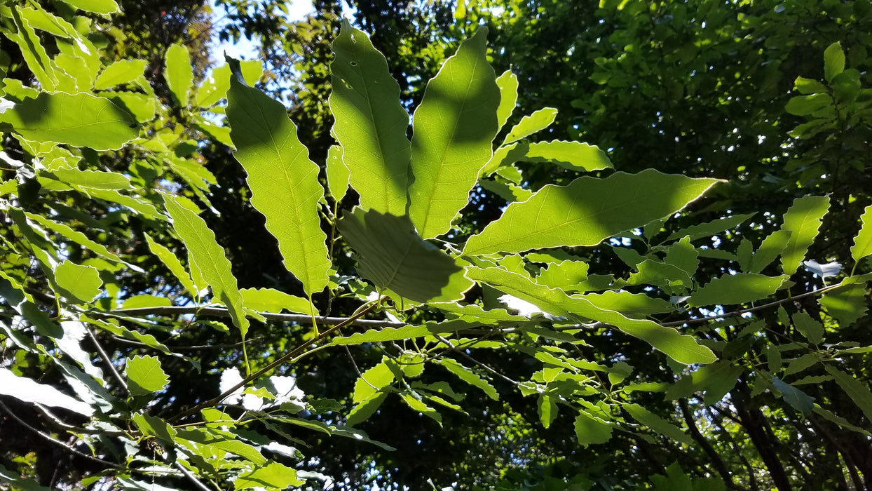 Chinquapin Oak (Quercus muehlenbergii)