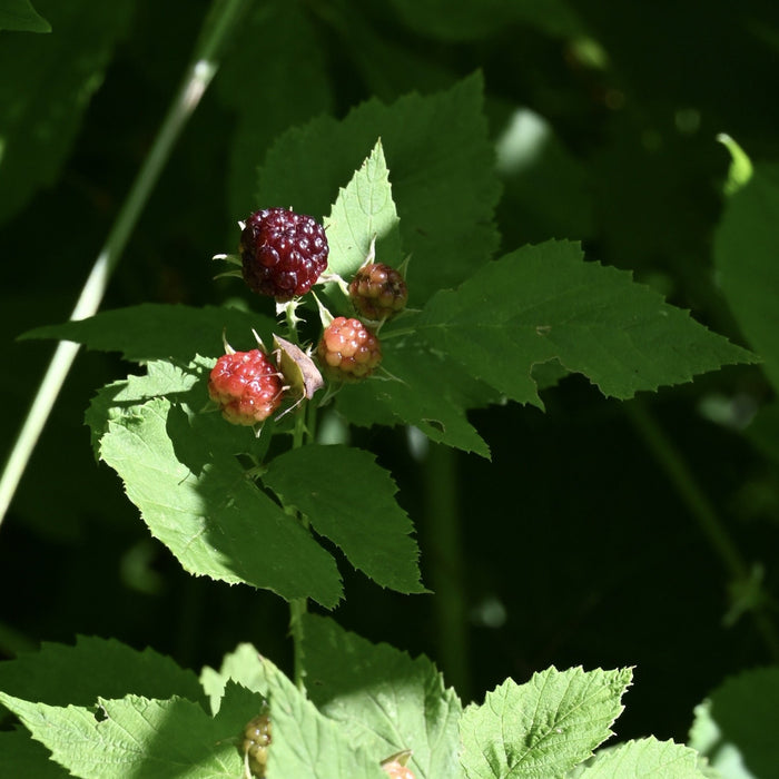 Wild Black Raspberry (Rubus occidentalis)