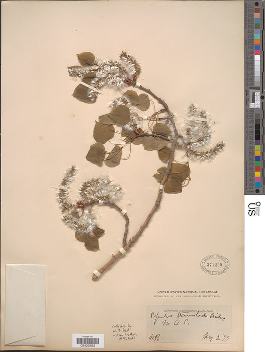 Quaking Aspen (Populus tremuloides)