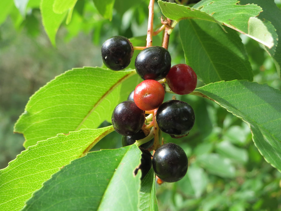 Black Cherry (Prunus serotina)