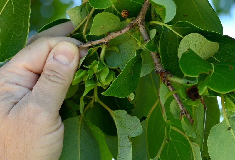 American Persimmon (Diospyros virginiana)