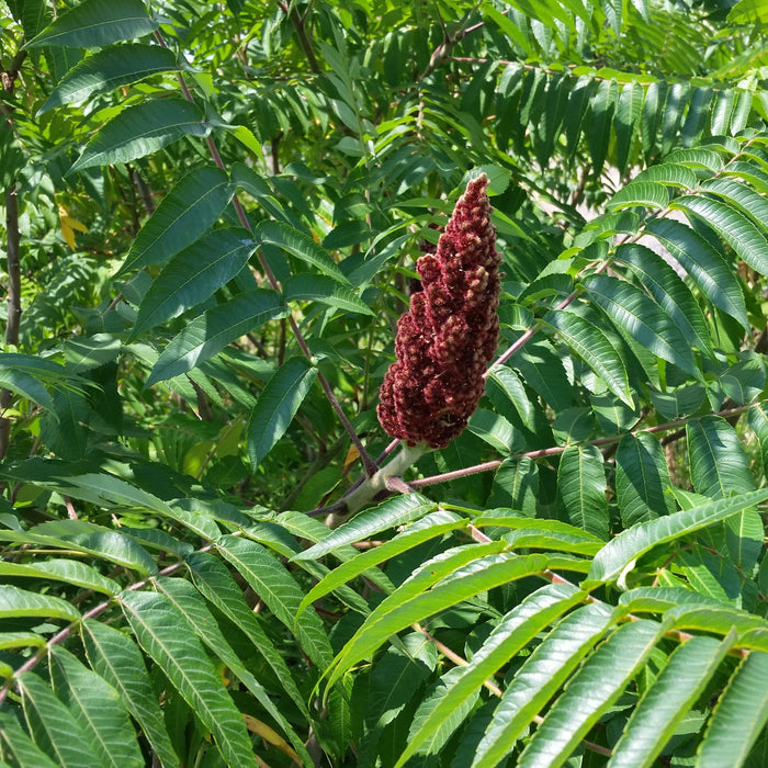 Staghorn Sumac (Rhus typhina)