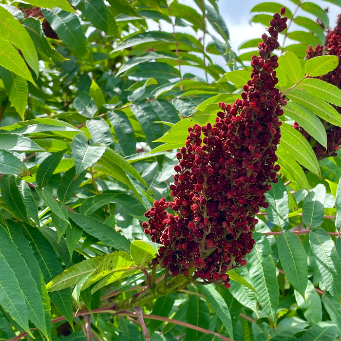 Smooth Sumac (Rhus glabra)