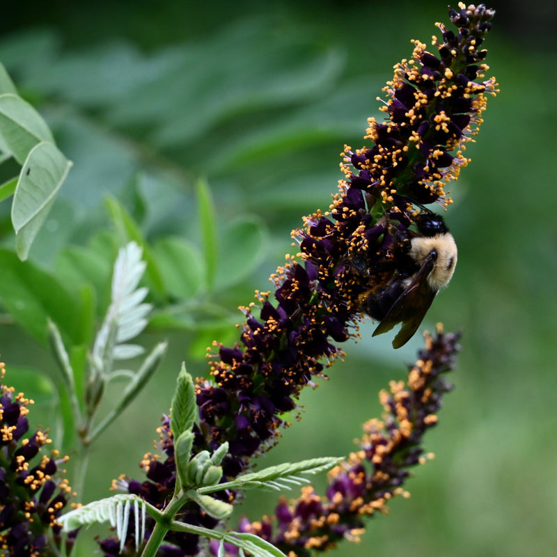 False Indigo Bush (Amorpha fruticosa)