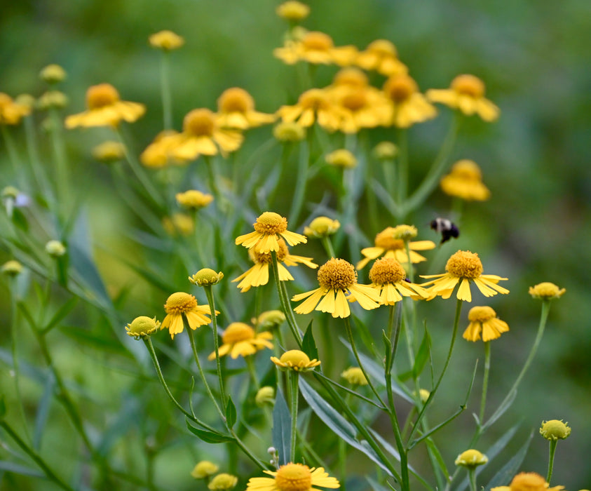 Autumn Sneezeweed (Helenium autumnale) 2x2x3" Pot