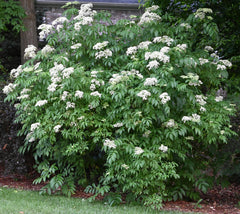 American Elderberry (Sambucus canadensis)