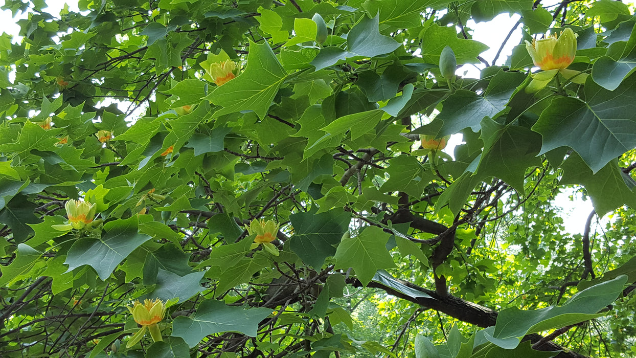 Tulip Poplar (Liriodendron tulipifera)