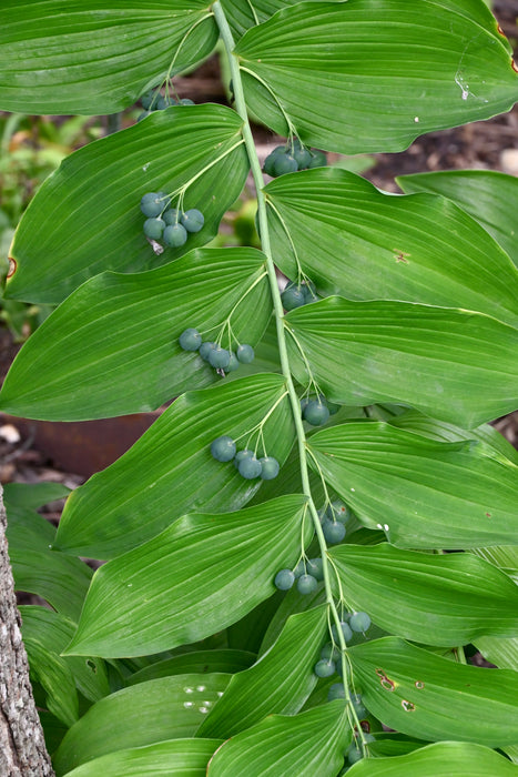 Solomon’s Seal (Polygonatum biflorum) BARE ROOT
