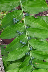 Solomon’s Seal (Polygonatum biflorum) BARE ROOT - SHIPS BEGINNING WEEK OF 12/2