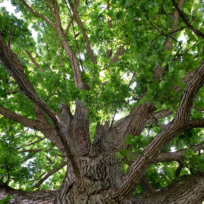 Swamp White Oak (Quercus bicolor)