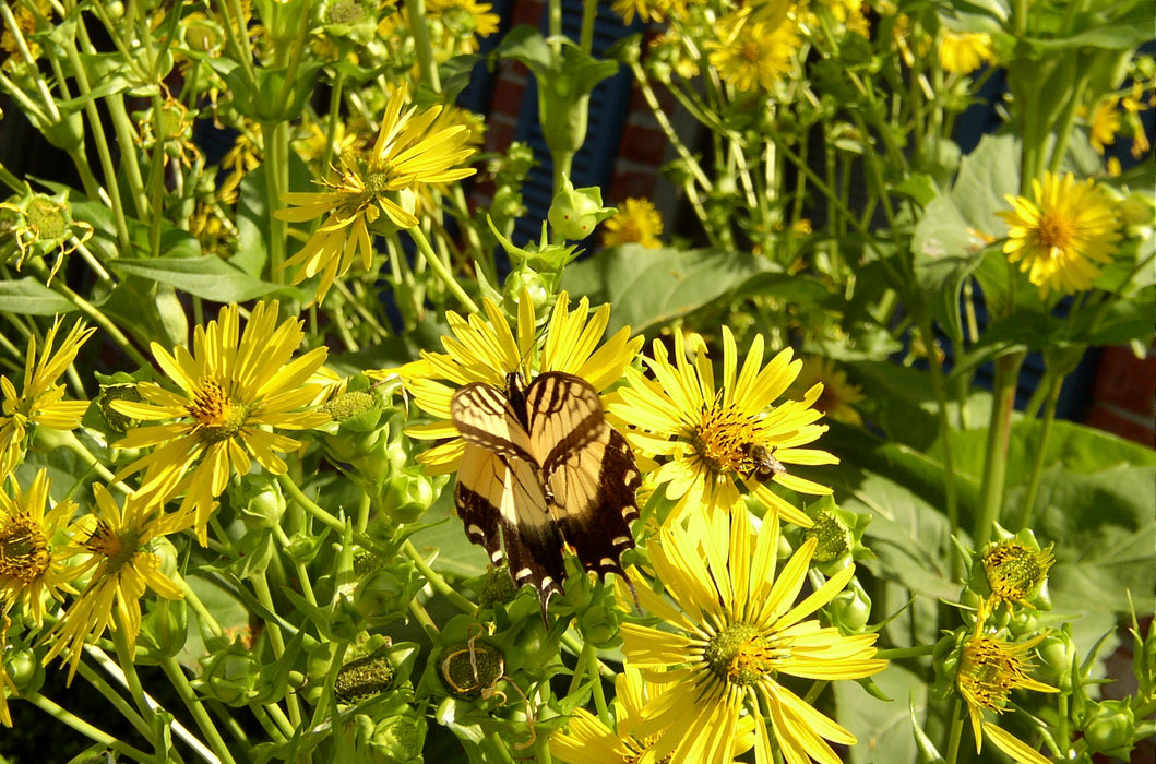 Cup Plant (Silphium perfoliatum) 2x2x3" Pot