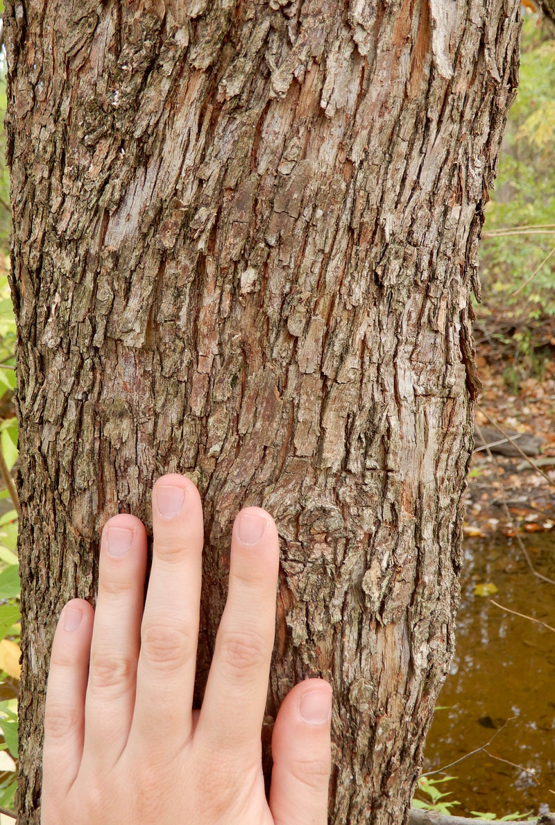 Hop Hornbeam (Ostrya virginiana)