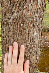 Hop Hornbeam (Ostrya virginiana)