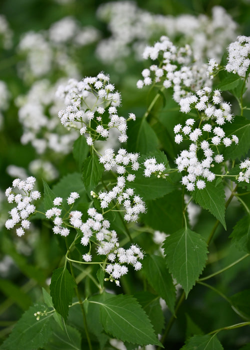 White Snakeroot (Ageratina altissima) 2x2x3" Pot