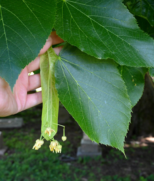 American Basswood (Tilia americana)