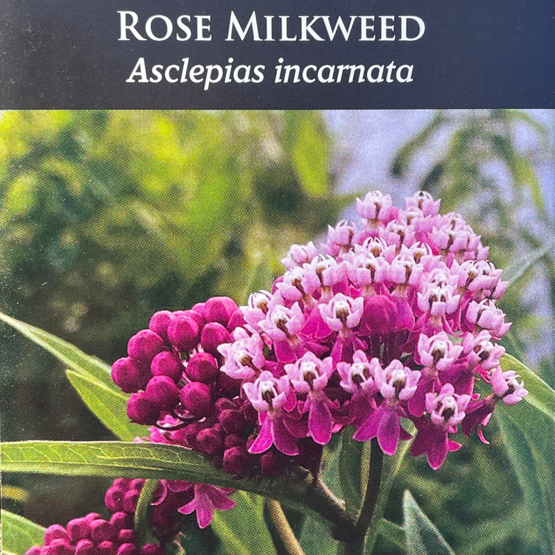 Seed Pack - Marsh [Rose] Milkweed (Asclepias incarnata)
