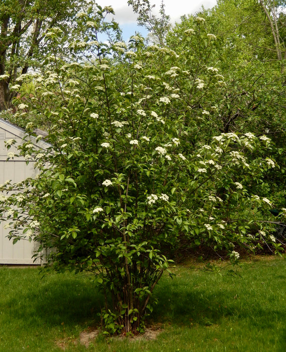 Nannyberry Viburnum (Viburnum lentago)