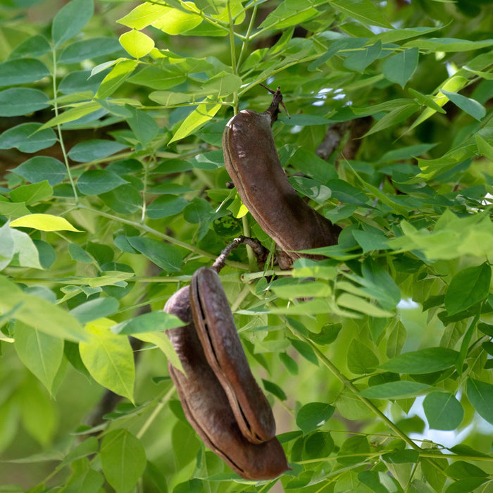 Kentucky Coffeetree (Gymnocladus dioicus)