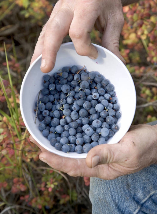 Highbush Blueberry (Vaccinium corymbosum)
