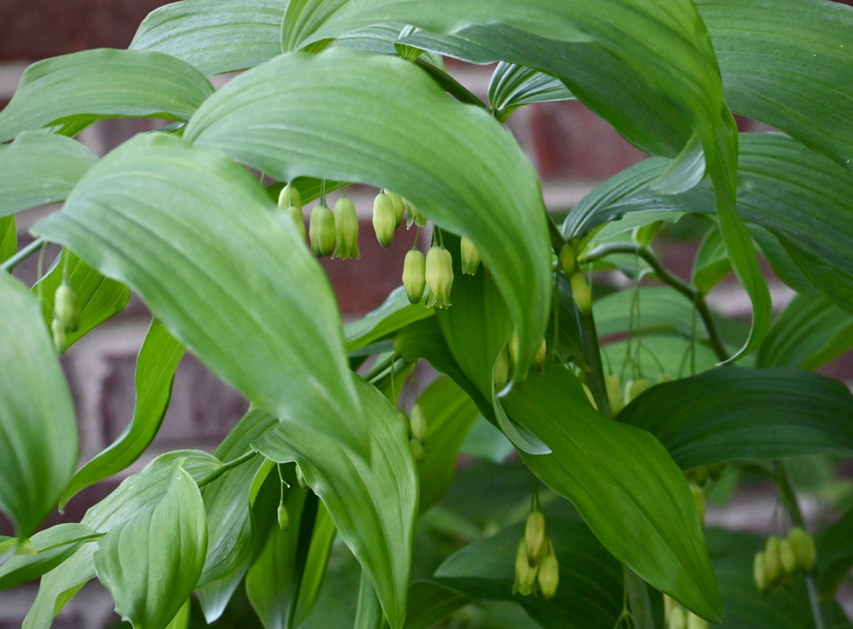 Solomon’s Seal (Polygonatum biflorum) BARE ROOT