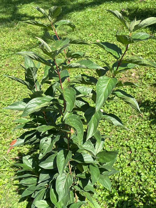 Gray Dogwood (Cornus racemosa)