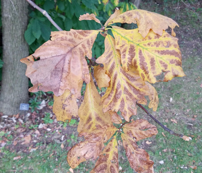 Swamp White Oak (Quercus bicolor)