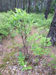 Sweetbay Magnolia (Magnolia virginiana)