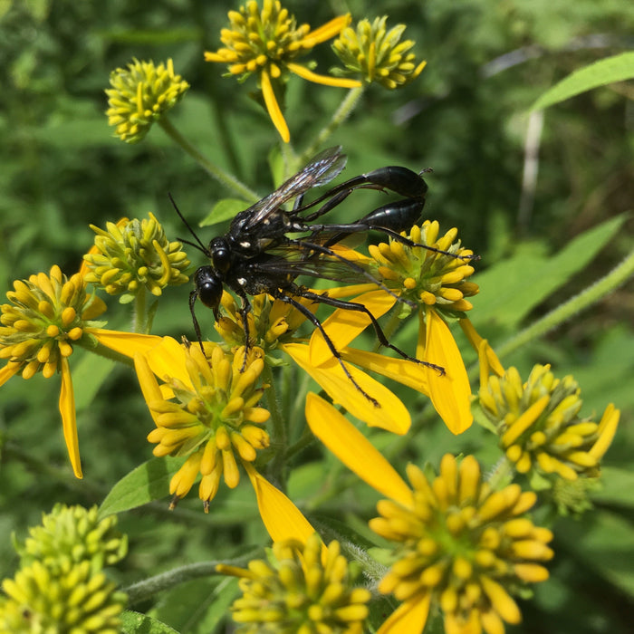 Wingstem (Actinomeris alternifolia)