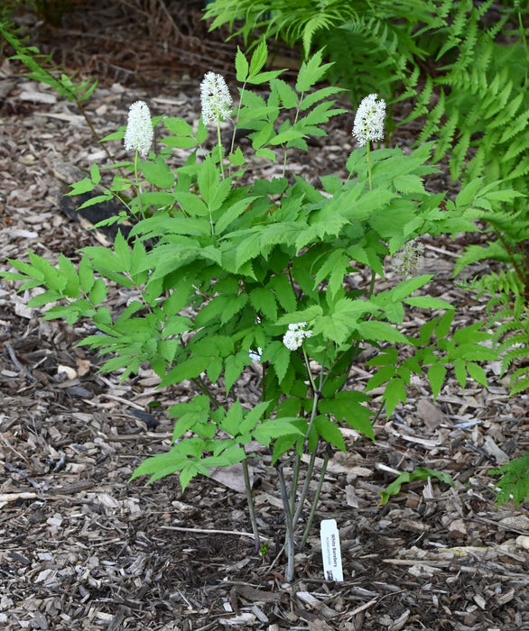 Doll’s Eyes (Actaea pachypoda) BARE ROOT