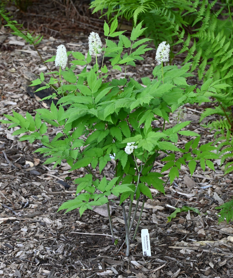 Doll’s Eyes (Actaea pachypoda) SHIPS BEGINNING WEEK OF 12/2