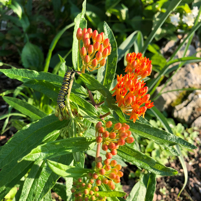 Butterfly Milkweed (Asclepias tuberosa) 1 GAL