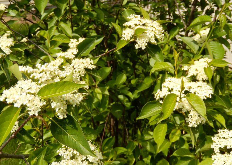 Nannyberry Viburnum (Viburnum lentago)