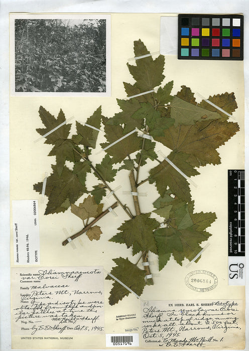 Kankakee Mallow (Iliamna remota)