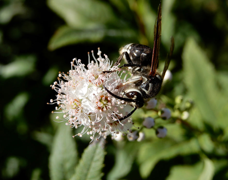 Meadowsweet (Spiraea alba)