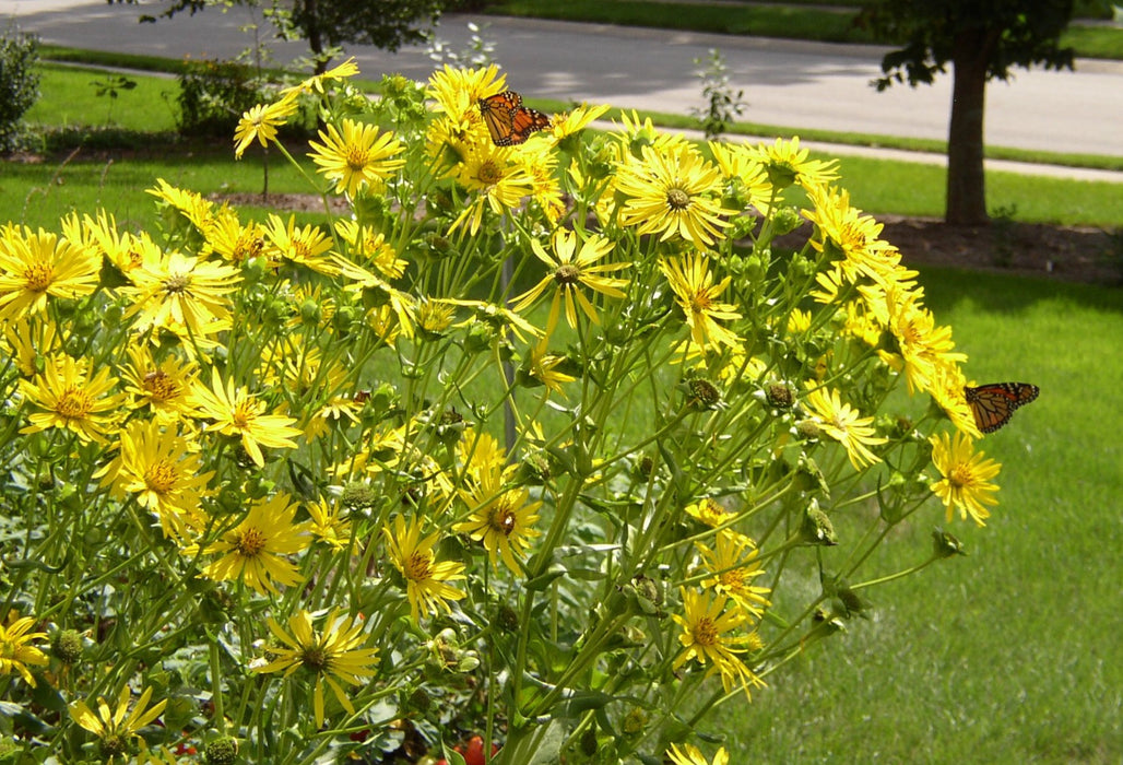 Cup Plant (Silphium perfoliatum) 2x2x3" Pot