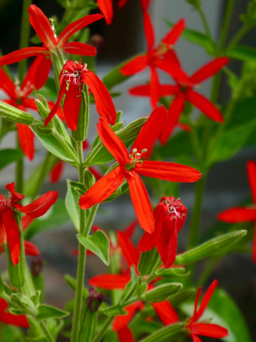 catchfly flower seeds Seed Pack