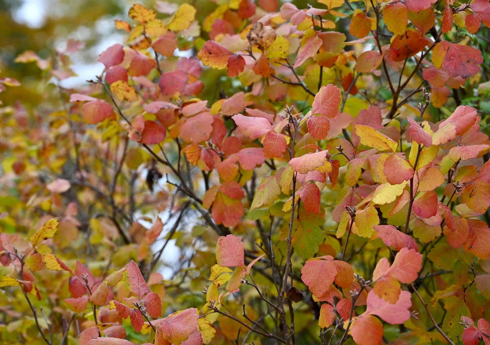 Fragrant Sumac (Rhus aromatica)