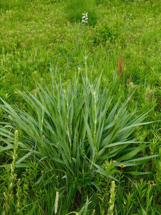 Rattlesnake Master (Eryngium yuccifolium) 2x2x3" Pot