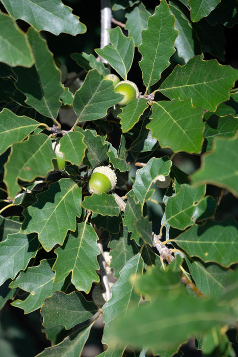 Dwarf Chinquapin Oak (Quercus prinoides)