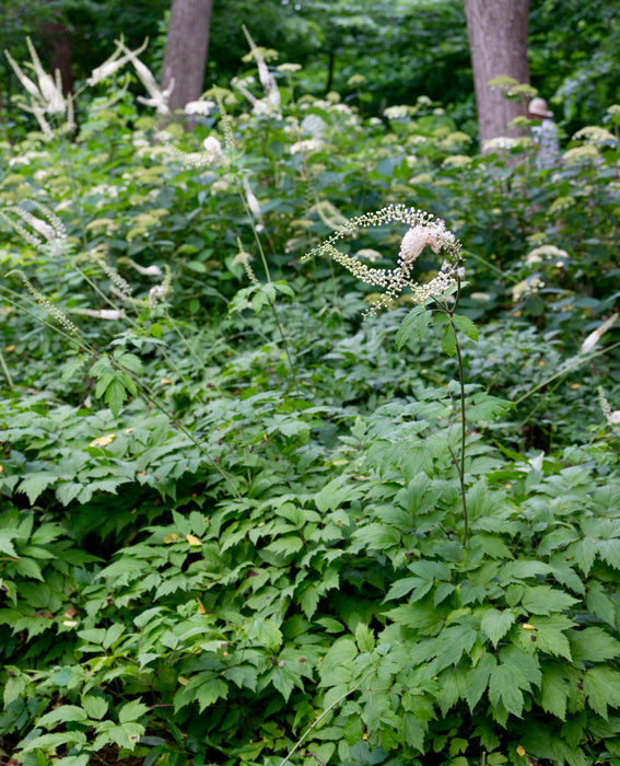 Black Cohosh (Actaea racemosa) BARE ROOT