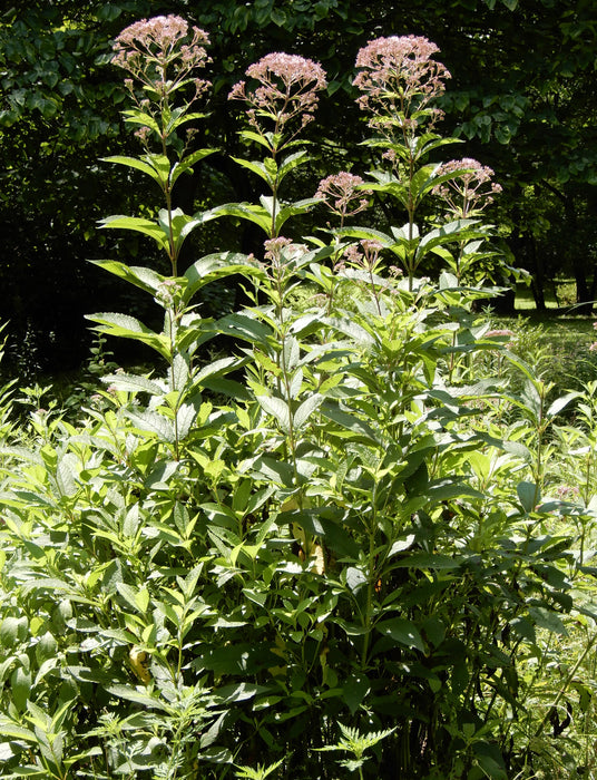 Hollow Joe-pye Weed (Eutrochium fistulosum) 2x2x3" Pot