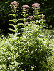 Hollow Joe-pye Weed (Eutrochium fistulosum)