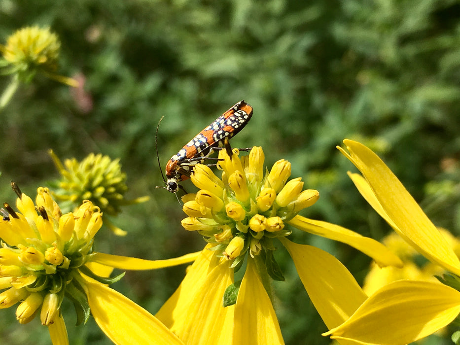 Wingstem (Actinomeris alternifolia)