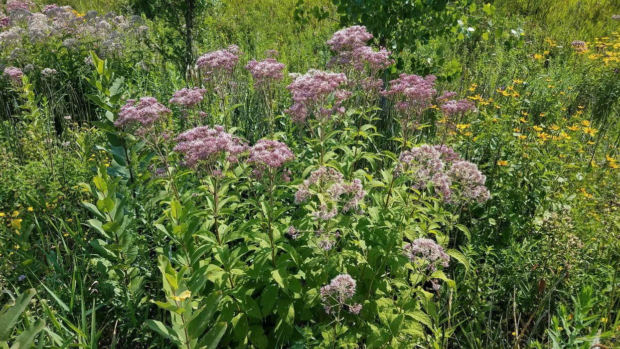 Spotted Joe-pye Weed (Eutrochium maculatum) 1 GAL